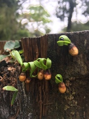 Loranthaceae