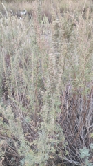 Artemisia abrotanum