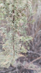 Artemisia abrotanum