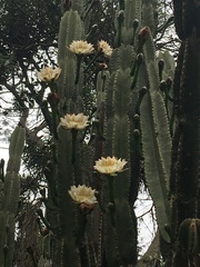 Cereus hildmannianus