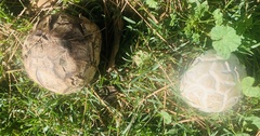 Calvatia booniana