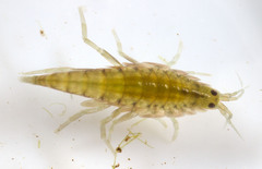 Hyalella
