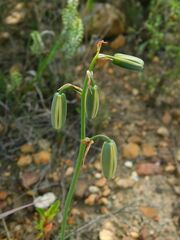 Albuca juncifolia
