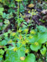 Zizia aurea