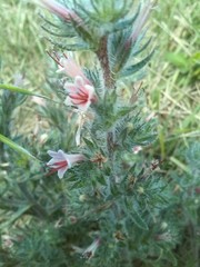 Echium asperrimum