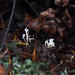 Isaria tenuipes - Photo (c) Vanessa Ryan, algunos derechos reservados (CC BY-NC-SA)