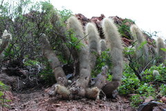Cleistocactus hyalacanthus