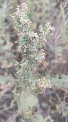 Artemisia abrotanum