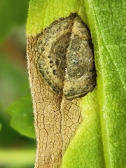 Asteromyia carbonifera