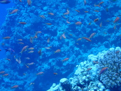 Pseudanthias squamipinnis