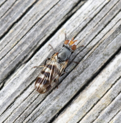 Ceroxys urticae