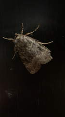 Amphipyra pyramidea