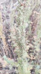 Artemisia abrotanum