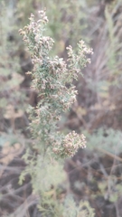 Artemisia abrotanum