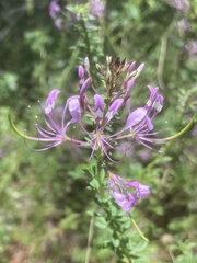 Cleome