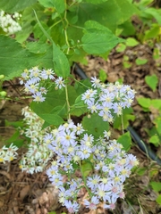 Symphyotrichum cordifolium