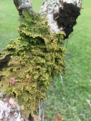 Crocodia