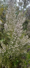 Erica scabriuscula