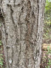 Quercus imbricaria