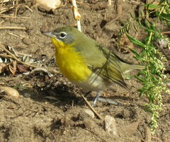 Icteria virens