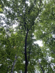 Quercus imbricaria