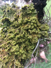 Crocodia