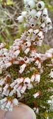 Erica scabriuscula