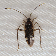 Eustictus