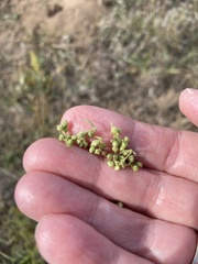 Artemisia dracunculus