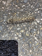 Animalia