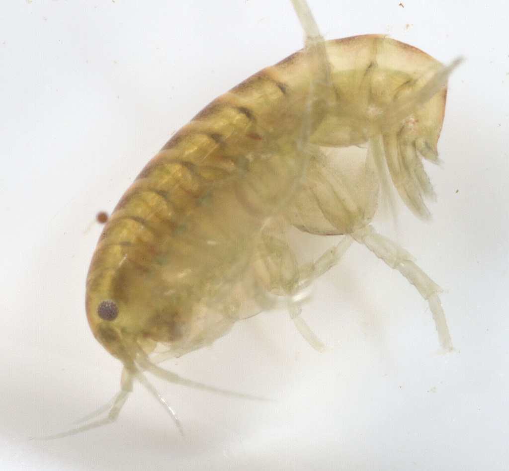 Hyalella wellborni