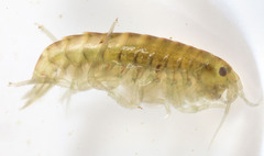 Hyalella