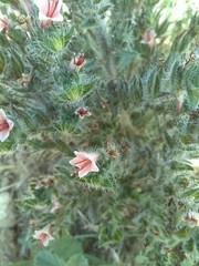 Echium asperrimum