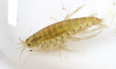 Hyalella