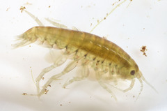 Hyalella