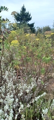 Notobubon laevigatum