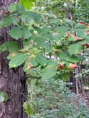 Aesculus hippocastanum