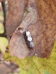 Epinotia trigonella