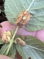 Neolasioptera farinosa