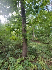 Aesculus hippocastanum