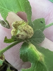 Neolasioptera farinosa