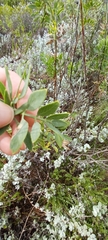 Notobubon laevigatum