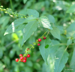 Rivina humilis