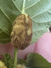 Neolasioptera farinosa