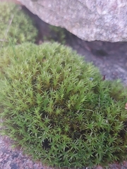Didymodon