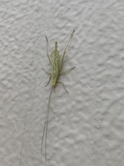 Oecanthus argentinus