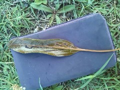 Potamogeton alpinus