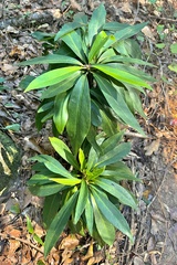 Daphne laureola