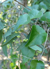 Stephania japonica
