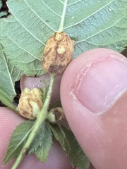 Neolasioptera farinosa